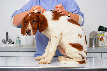 vaccination du chien