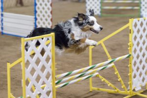 australian_shepherd_blue_merle_agility